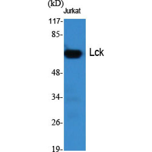 LCK Antibody (OASG04216) in Jurkat using Western Blot