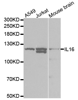 IL16 Antibody (OAAN00516) in Multiple Cell Lines using Western Blot