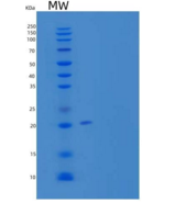小鼠胶原α-1（XVIII）链/内皮抑制素重组蛋白C-6Hi