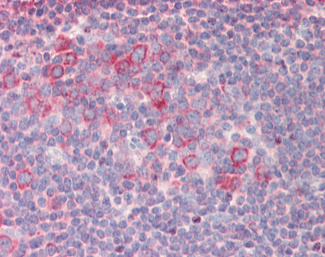 RPL23 Antibody - C-terminal region (OALA07875) in Human Tonsil using ELISA