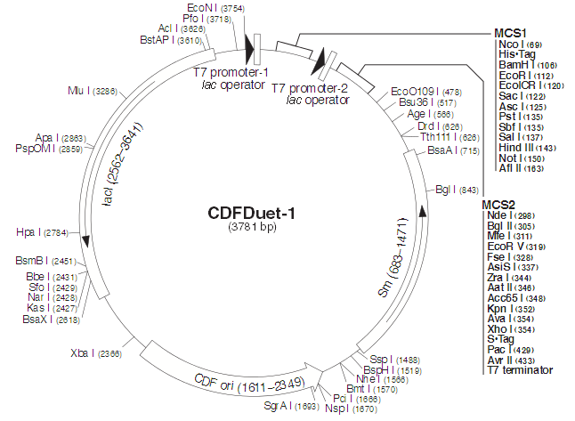pCDFDuet-1产品信息