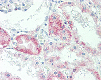 SLC22A6 Antibody (OALA07635) in Human Kidney using Flow Cytometry