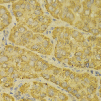MAOA Antibody (OAAN00336) in Human Liver using Immunohistochemistry