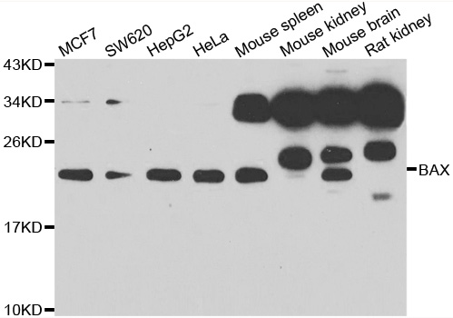 BAX Antibody (OAAN00019) in Multiple Cell Lines using Western Blot