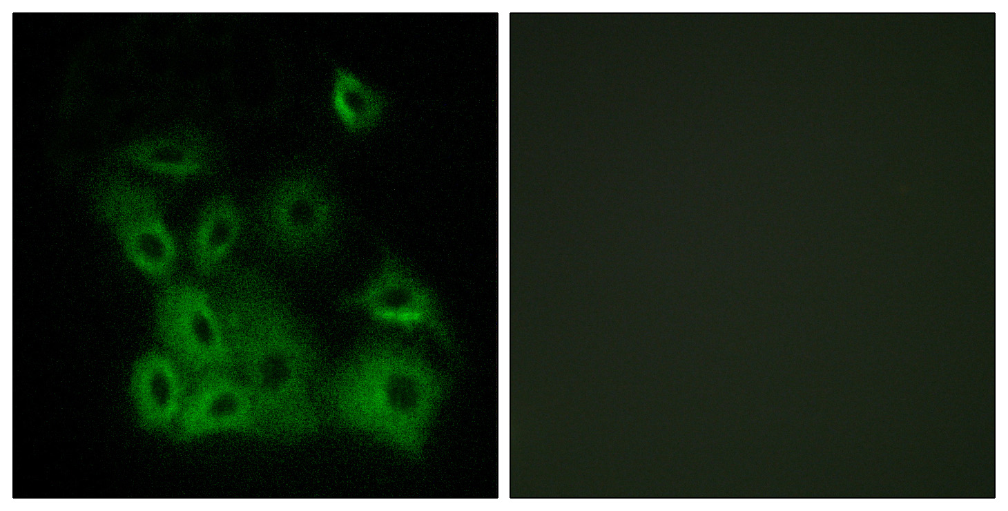 BAX Antibody (Phospho-Thr167) (OAAB20094) in Human A549 Cells using Immunofluorescence