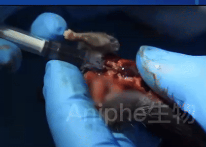 【免费检测超声】心肌梗死(MI)小鼠模型 MI模型 心梗模型