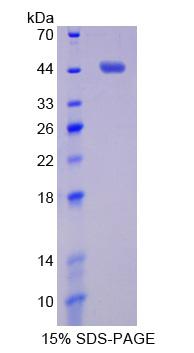 MMP14 Recombinant Protein (OPCD05324) using SDS-PAGE