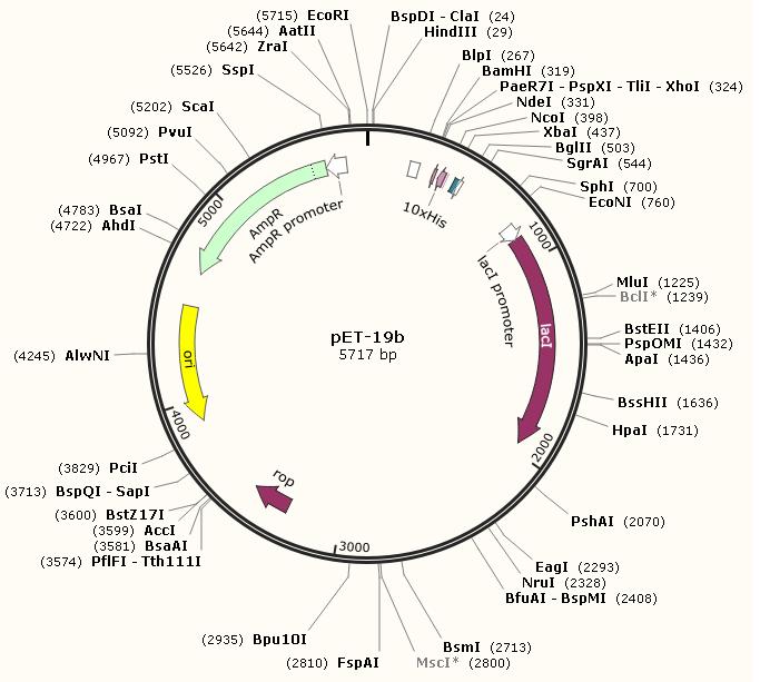 pET-19b(+)产品信息