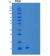 人Cystatin A重组蛋白N-6His