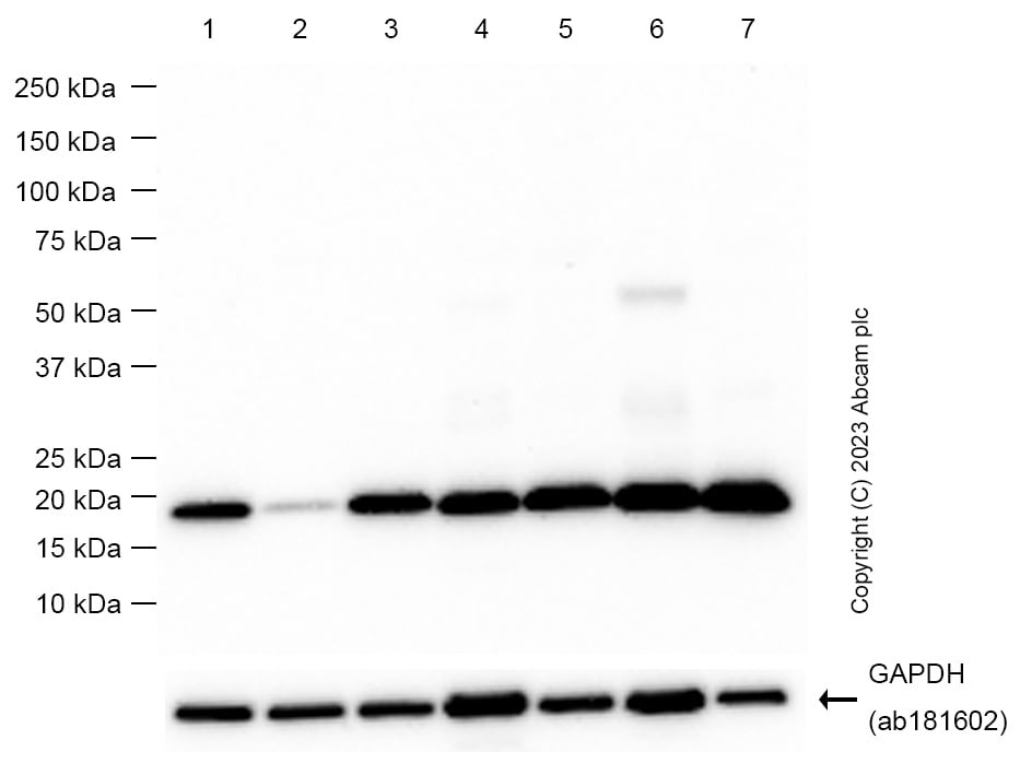 Anti-Glutathione Peroxidase 4 