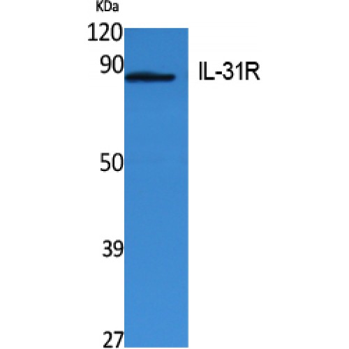 IL31RA Antibody - middle region (OASG03832) using Western Blot