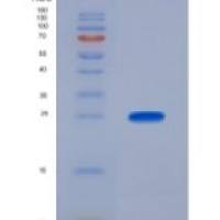 大鼠干细胞因子(SCF)重组蛋白
