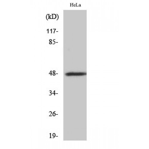 SIRPB1 Antibody - middle region (OASG01202) in HeLa using Western Blot