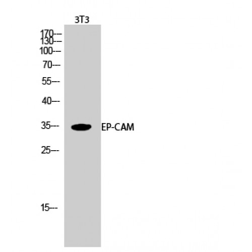 EPCAM Antibody - middle region (OASG02471) in 3T3 using Western Blot