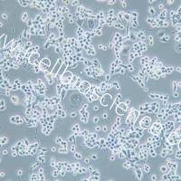 NG108-15 小鼠神经细胞瘤与大鼠神经胶质瘤之融合细胞