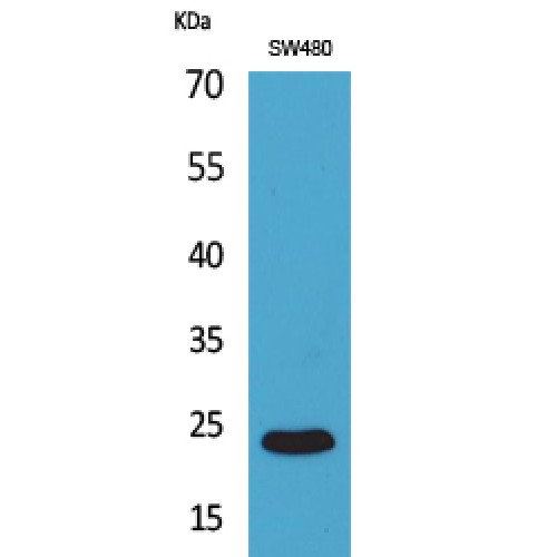 FGF9 Antibody - C-terminal region (OASG02704) in SW480 using Western Blot
