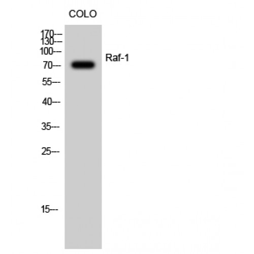 RAF1 Antibody (OASG06229) in COLO205 using Western Blot