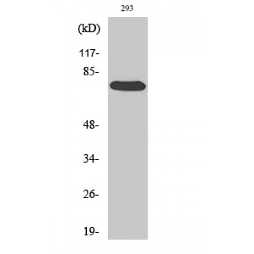 RAF1 Antibody (OASG06233) in 293 using Western Blot