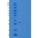 人OX-2/MOX1/CD200重组蛋白C-6His