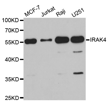 IRAK4 Antibody (OAAN01656) in Multiple Cell Lines using Western Blot