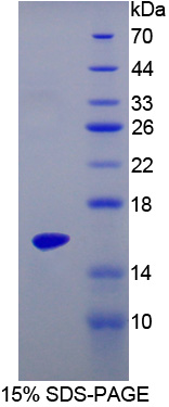 IL17A Recombinant Protein (OPCD04283) using SDS-PAGE