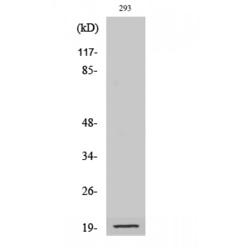 BAD Antibody (Cleaved-Asp71) (OASG00679) in 293 using Western Blot