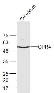 G蛋白偶联受体19/GPCR GPR4抗体