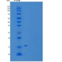 人热反应蛋白12/HRSP12重组蛋白N-6His