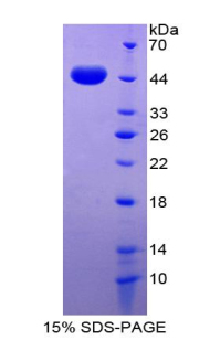 GDF2 Recombinant Protein (OPCD03495) using SDS-PAGE