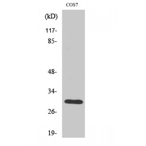 HCCS Antibody - middle region (OASG03283) in COS7 using Western Blot