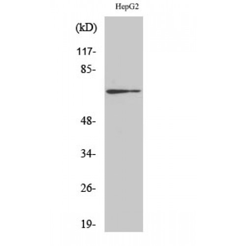 CDC25A Antibody (OASG01393) in HepG2 using Western Blot