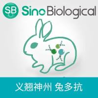 Tubulin folding cofactor A, Rabbit PAb | Tubulin folding cofactor A 兔多抗