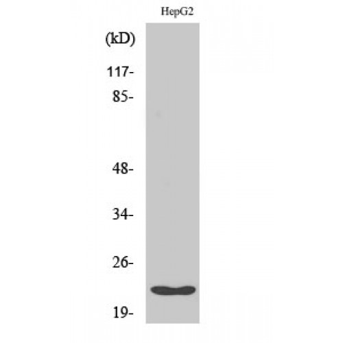 PPIF Antibody - middle region (OASG01956) in HepG2 using Western Blot