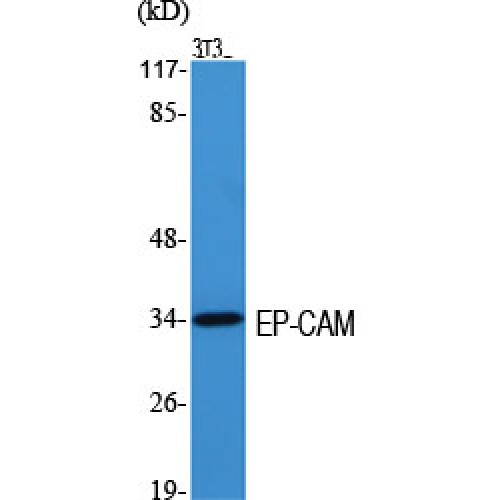 EPCAM Antibody - middle region (OASG02471) in 3T3 using Western Blot