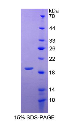 IL4 Recombinant Protein (OPCD04429) using SDS-PAGE
