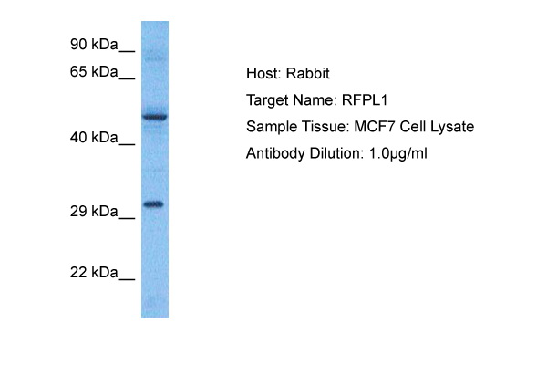 RFPL1 Antibody - C-terminal region (ARP76542_P050) in Human MCF7 Whole Cell using Western Blot