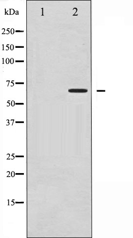 CD19 Antibody (Phospho-Tyr531) (OAAJ02470) in COS7 whole cell lysates using Western Blot