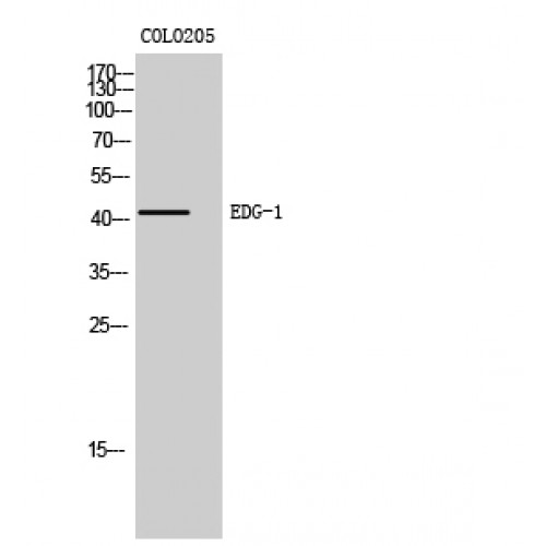S1PR1 Antibody - N-terminal region (OASG02309) in COLO205 using Western Blot