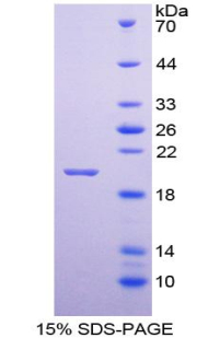 NMU Recombinant Protein (OPCD05699) using SDS-PAGE