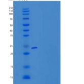 小鼠信号淋巴细胞激活分子家族成员8(SLAMF8)重组蛋白C-6His
