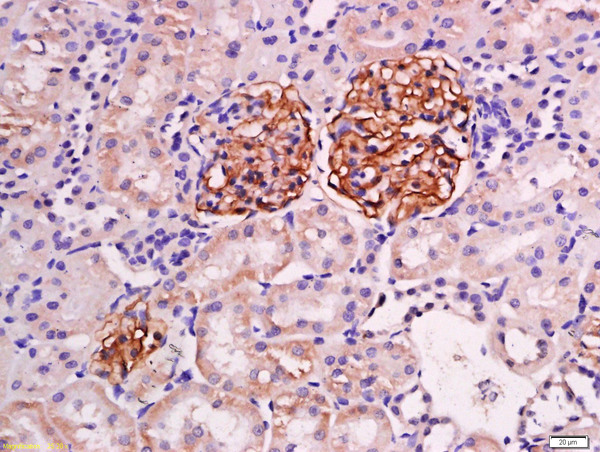 NPHS2 Antibody (OAAB21939) in Mouse Kidney Tissue Cells using Immunohistochemistry