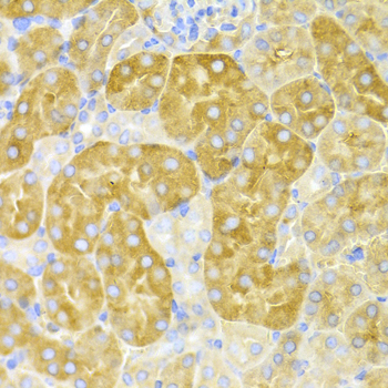 CBS Antibody (OAAN00347) in Mouse Kidney using Immunohistochemistry