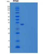 小鼠Basigin 重组蛋白