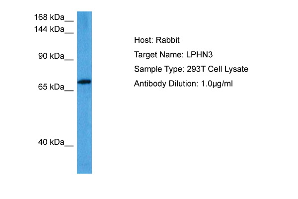 LPHN3 Antibody - middle region (ARP85038_P050) in Human 293T Whole Cell using Western Blot