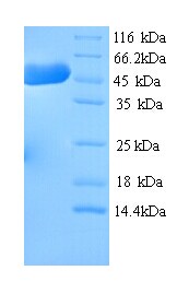 Hmgcs1 Recombinant Protein (OPCA03047) in SDS-PAGE Electrophoresis