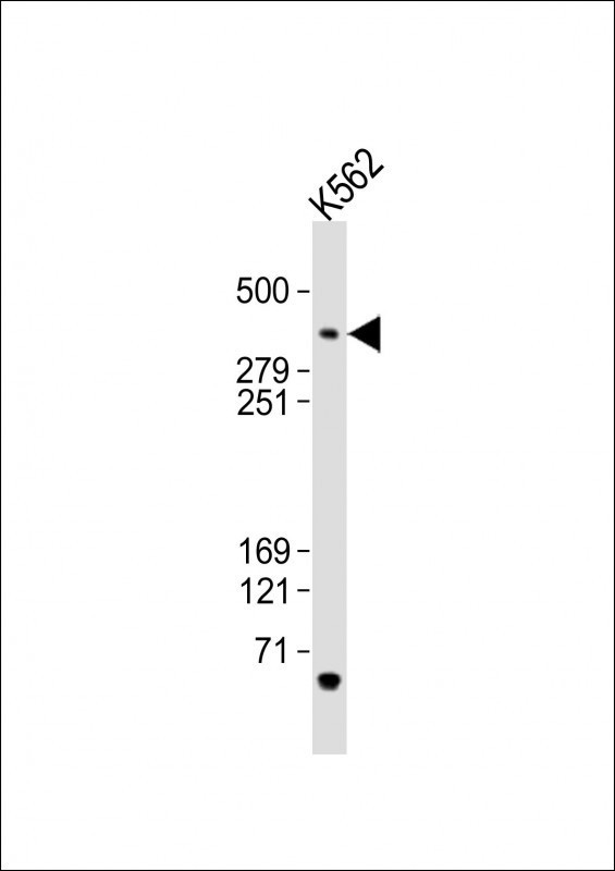 TST Antibody - middle region (OAAB22223) in Human K562 Cells using Western Blot