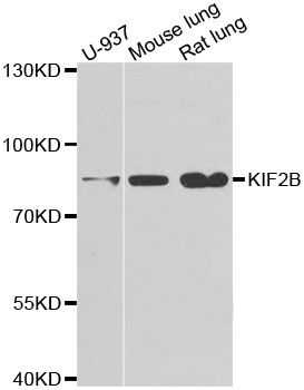 KIF2B Antibody (OAAN01843) in Multiple Cell Lines using Western Blot