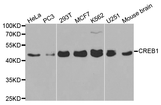 CREB1 Antibody (OAAN00272) in Multiple Cell Lines using Western Blot