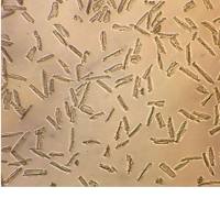 H9C2细胞|H9C2大鼠心肌细胞