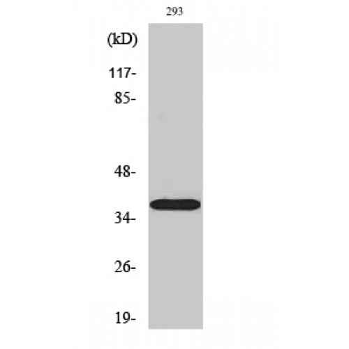 HSD17B11 Antibody - middle region (OASG00050) in 293 using Western Blot